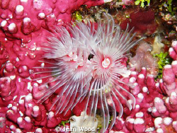 Pink on Pink.
lovely tube worms, we've always called the... by Jean Wood 